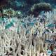 Damselfish relocate to adapt to rising temperatures on Great Barrier Reef, scientists say 