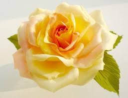 images?q=tbn:ANd9GcRERJOXcJyNK4E6rjjQvvw