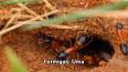 O Universo Fascinante das Formigas ile ilgili video