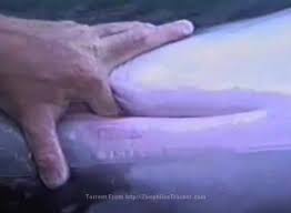 Man fucks dolphin jpg x Man fucks dolphin