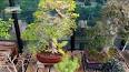 L'art fascinant des bonsaïs ile ilgili video