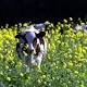 Dairy, dairy me: Gary Helou is least of Murray Goulburn's problems 