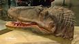 L'incroyable histoire de la découverte des fossiles de Tyrannosaurus rex ile ilgili video