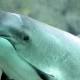 Mexico bid to save world's smallest vaquita porpoise 