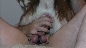 Man fucks a female dog jpg x Man fuck female dog