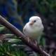 Rare albino sparrow spotted in Melbourne's south-west 