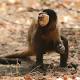 Scientists unearthed a trove of 700-year-old stone tools — used by monkeys 