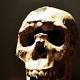 Evolution Purged Many Neanderthal Genes from Human Genome 