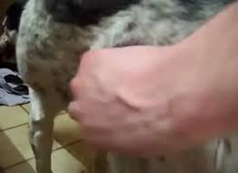 Guy fucks his female dog gaybeast com siterip jpg x Guy fucks female dog