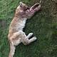 Family: Victim of mountain lion attack 'doing better' 