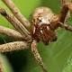 Male spiders tie their cannibalistic mates up to avoid getting eaten 