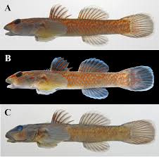 straight shota roadkill|Mini-Break in Monterey, CA | Looking for the Sweet Spot