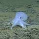 'Ghostlike' octopus found in Pacific may belong to new species 