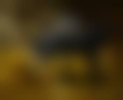 horse sex nude|Rule 34 - 1boy 1boy1girl 1girls 2010 all fours anthro anus ass backpussy  clitoris closed eyes equine female from behind horse horsecock horsepussy  male mare morticus nude penetration penis pussy sex straight