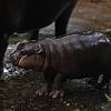 Baby hippo