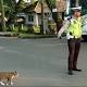 Video: Salut Pak Polantas! Kucing Pun Diseberangkan - Metro24Jam (Siaran Pers) (Blog)