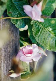 cdx web.archive porn -1