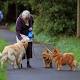 Most Dogs Prefer Praise From Owner Instead Of Food As A Reward 