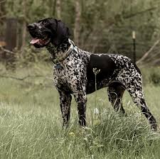 Riding on dog the pines|Feel the winter rush with a sled dog ride at Mt. Bachelor! 🐾❄️ Let a team  of sled dogs whisk you through snowy trails, with towering pines and  mountain peaks as your