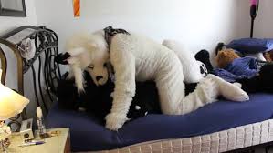 Gay fursuit sex jpg x Gay fursuit sex