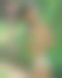 会田我路 ヌード画像|明文社 アダルトVHS 会田我路 GAROSCANDALスウェーデンの美女たちVol.1 | ありある | まんだらけ MANDARAKE