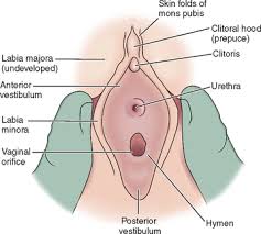 child labia hymen|Treatment of Prepubertal Labial Adhesions with Topical Estriol +  Testosterone: A Case Report