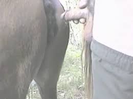 Guy fuck a delicious mare and cum inside man fucks pet extrem sex and taboo porn jpg x Man fuck mare