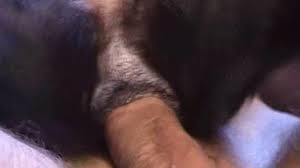 Fuck dog in ass gay beast com men fucks animal jpg x Fuck dog