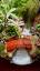 The Enchanting World of Bonsai: A Miniature Paradise ile ilgili video