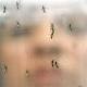 Zika Virus a Concern for Poor Urban Areas Along Gulf Coast 