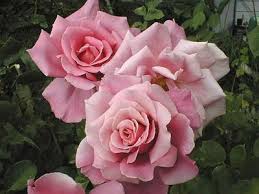  الـــــــــورد الزهري Images?q=tbn:ANd9GcRYsXblgOdWya5GUaZVpC-uRVyCNI9MvG7XGlJjd2aVwY5KykWIyp3KiAknWg