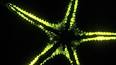 The Fascinating World of Bioluminescent Organisms ile ilgili video