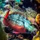 How fish and clean water can protect coral reefs from warming oceans 