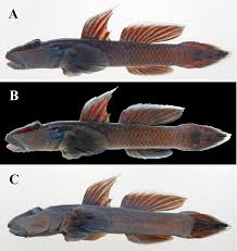 straight shota roadkill|Roadkill Sex Comic | HD Porn Comics