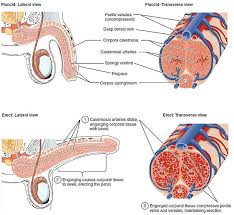 Cure porn induced erectile dysfunction jpg x Cure erectile dysfunction