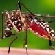 New dengue vaccine shows promise 