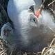 Nest's 'Eagle Cam' Is All That It's Cracked Up To Be 