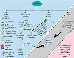 pedo onion cum|U.S. Department of Justice Criminal Division VIA Electronic Mail August 13,  2020 Jonathan Manes, Esq. Roderick & Solange Mac