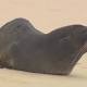 Fur seal pups begin recovery in Queensland after suspected shark attacks 