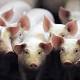 Pork contaminated with traces of rat POISON could soon be sold legally in ... 