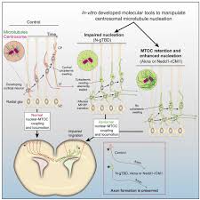 lsm nudes 020|BACH family members regulate angiogenesis and lymphangiogenesis by  modulating VEGFC expression | Life Science Alliance