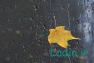 Image result for u202bانشا جانشين سازي در باره ي پرندهu202c