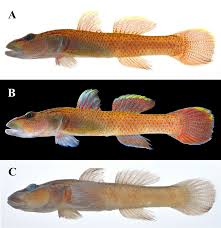 LS-LAND ls-model ls-magazine ls-island|デシグアル Desigual ランタンスリーブのレディース長袖Tシャツ （ホワイト） -アウトレット通販 ロコレット (LOCOLET)