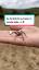 El fascinante mundo de las arañas saltadoras ile ilgili video