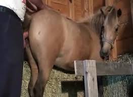 Guy fucks a horse real hard from behind jpg x Guy fucking horse