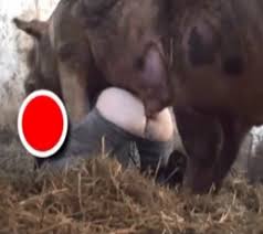 That switch brazilian muscle pig bottom gay porn star jpg x Gay pig