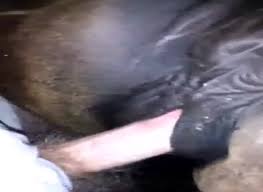 Gaybeast guy fucks super hot mare zoo porn horse zoo porn with men at katitube php x Man fuck mare