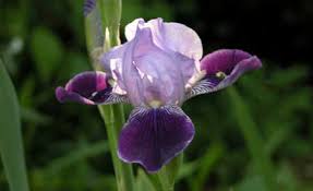 English images?q=tbn:ANd9GcRh88hG-FHP7tUVOPcs_-q7aJ6N5Ub5r7oeNlWuj3fstyAcNOJ3tg