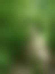 forest nudist|