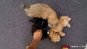 Girls fucking animals jpg x Girls fucking animals